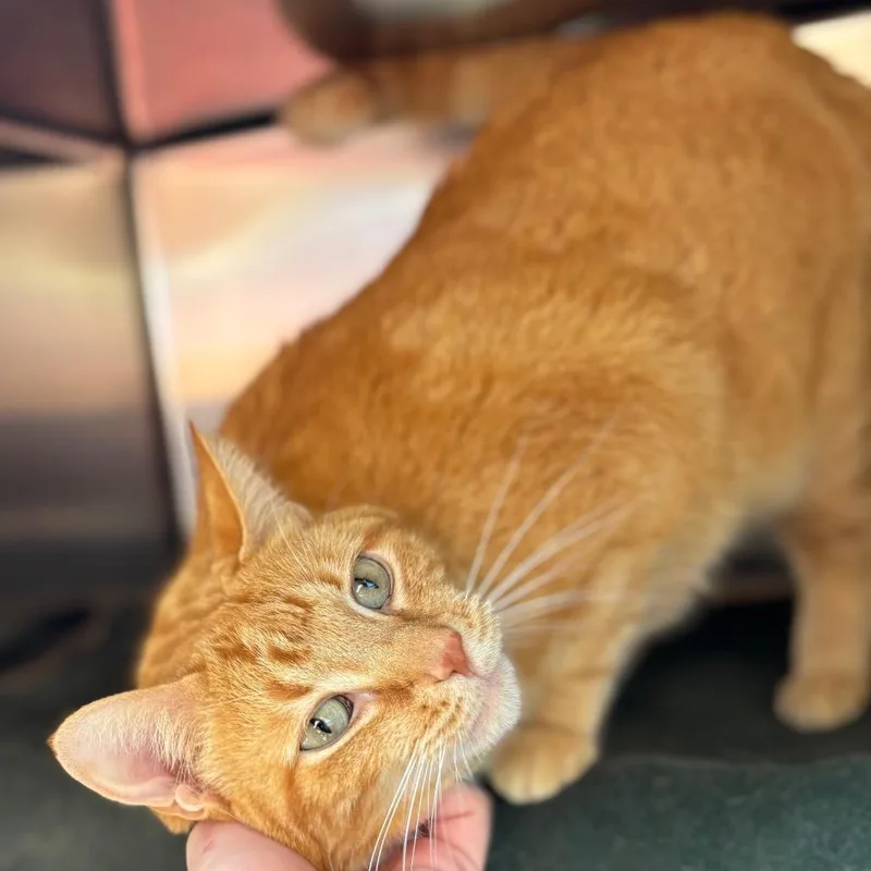 An adult large-sized male Domestic Short Hair cat named Thor for adoption in Grand Rapids, MI