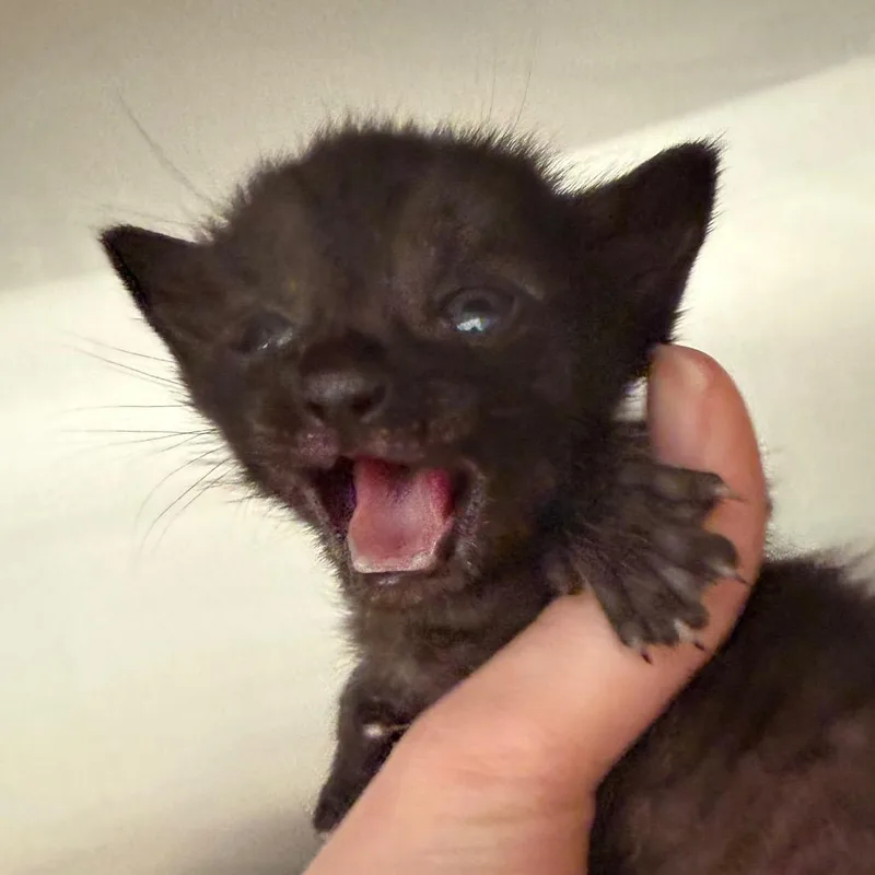 A baby small-sized male Black Domestic Short Hair cat named Lizard for adoption in Marshall, TX