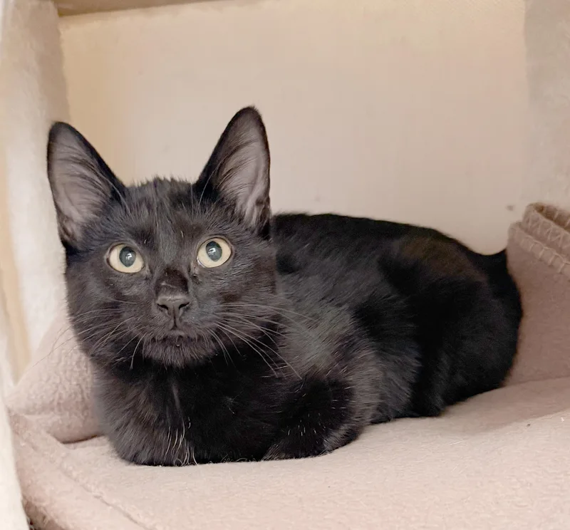 A baby medium-sized female Black Domestic Short Hair cat named Jazz for adoption in Parkville, MO