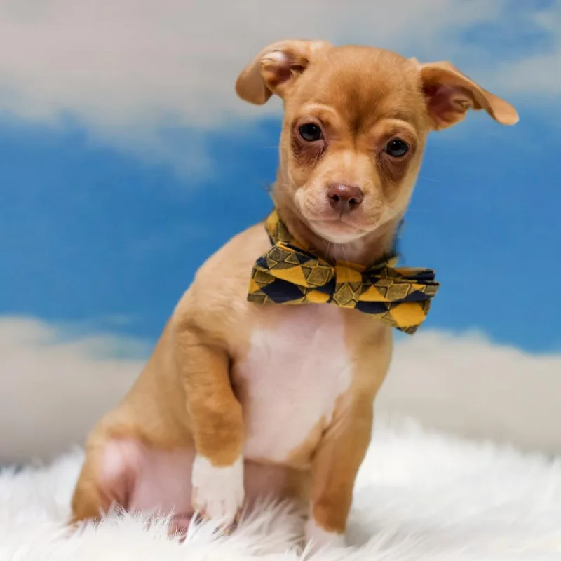 A baby small-sized male Yellow / Tan / Blond / Fawn Chihuahua dog named Graham for adoption in Casa Grande, AZ
