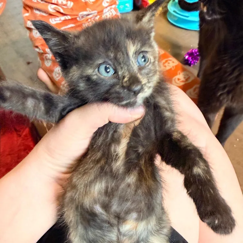A baby small-sized female Black Domestic Short Hair cat named Prim for adoption in Tacoma, WA