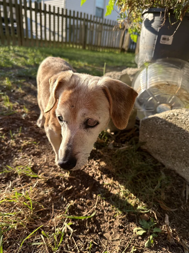 A senior medium-sized female Dachshund dog named Bethany for adoption in Stoughton, MA
