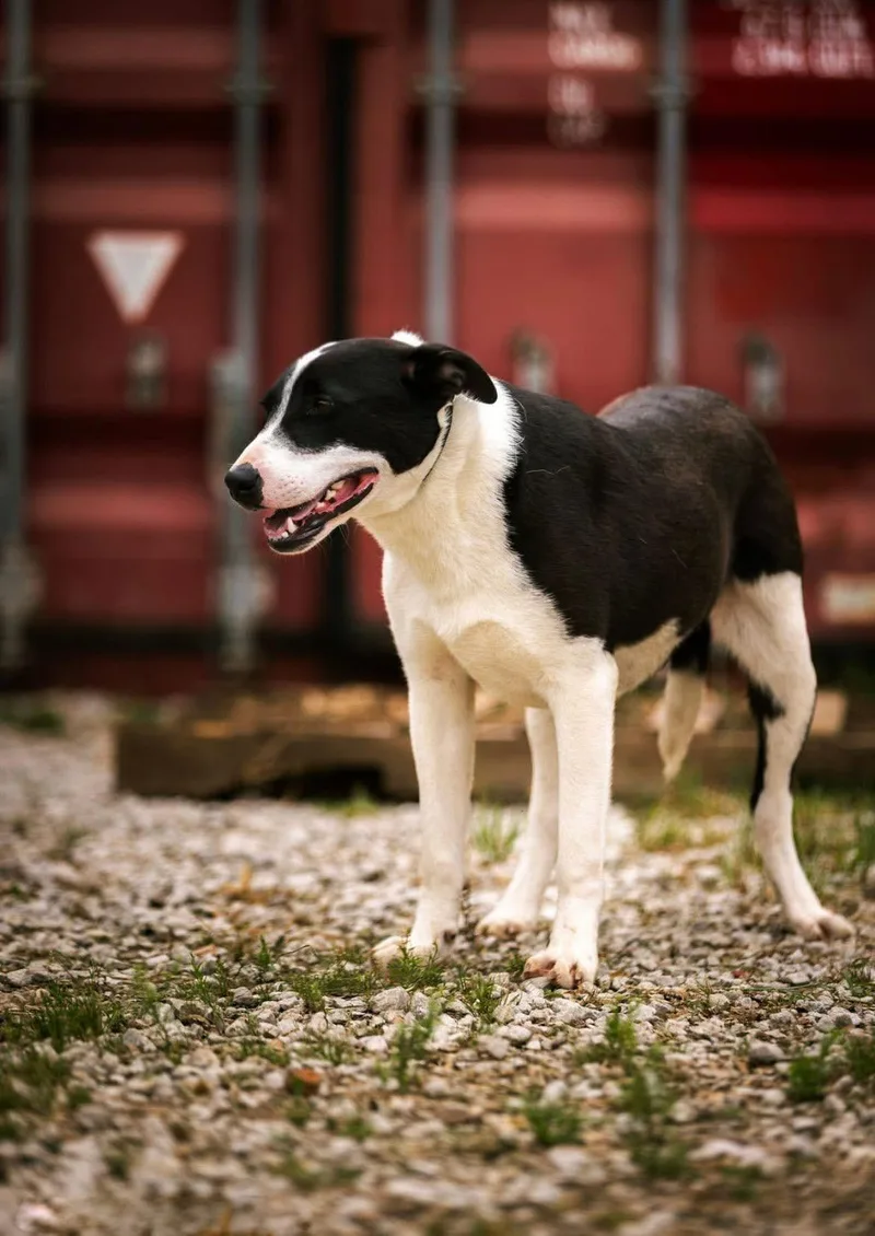 An adult medium-sized male Border Collie dog named Scoot for adoption in Holly Springs, MS