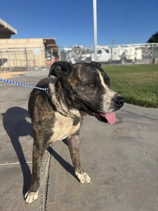 An adult large-sized male Pit Bull Terrier dog named Brownie for adoption in Victorville, CA