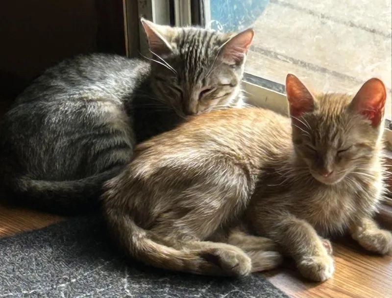 A baby small-sized male Tabby (Brown / Chocolate) Domestic Short Hair cat named Ollie for adoption in Jackson, GA