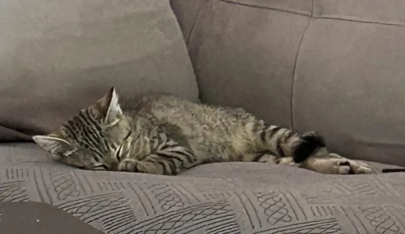 Ollie thumbnail 2