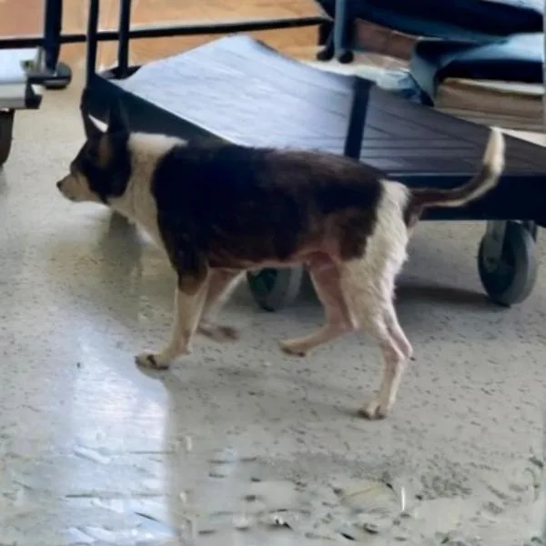 A senior small-sized male Black Chihuahua dog named Asher for adoption in Erie, PA