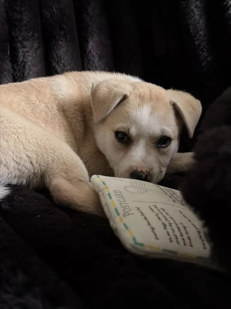 A baby medium-sized female Shepherd dog named Ivy for adoption in Pelham, AL