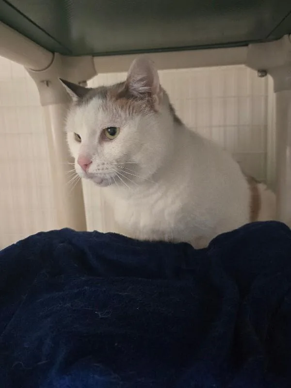 A senior medium-sized female Domestic Short Hair cat named Lola for adoption in Cortland, NY