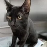 A baby medium-sized male Domestic Short Hair cat named Luke for adoption in Santa Cruz, CA