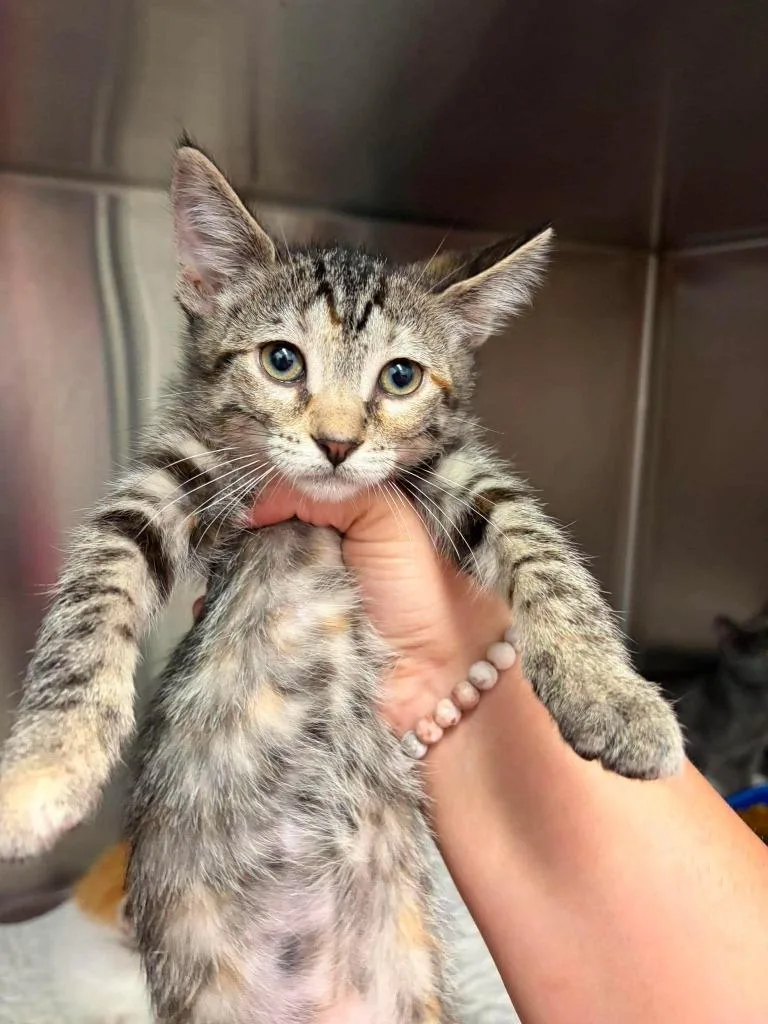 A baby medium-sized female Domestic Short Hair cat named Cargo for adoption in Republic, MO