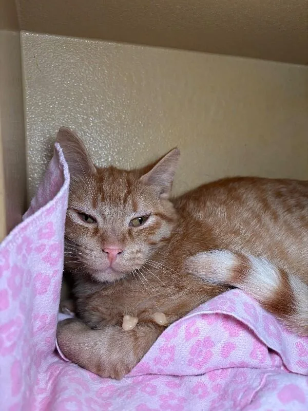 An adult medium-sized male Tabby (Orange / Red) Domestic Medium Hair cat named Endive for adoption in Fort Collins, CO