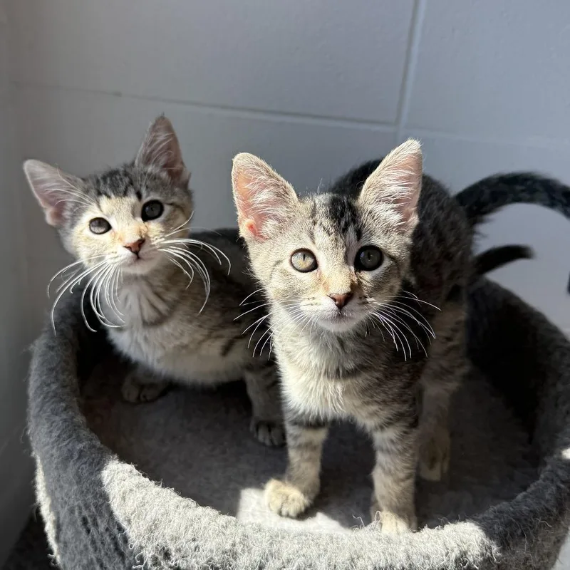 A baby small-sized female Brown / Chocolate Domestic Short Hair cat named Crash for adoption in South Elgin, IL