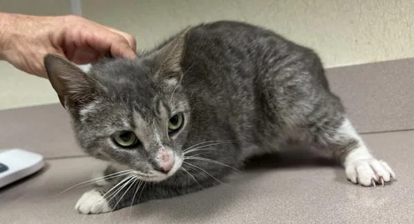A young small-sized female Domestic Short Hair cat named Whale for adoption in Salisbury, MD