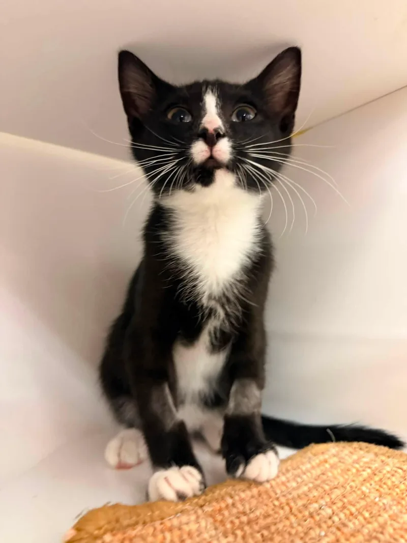 A baby medium-sized male Black & White / Tuxedo Domestic Short Hair cat named Biscotti for adoption in Cleveland, OH