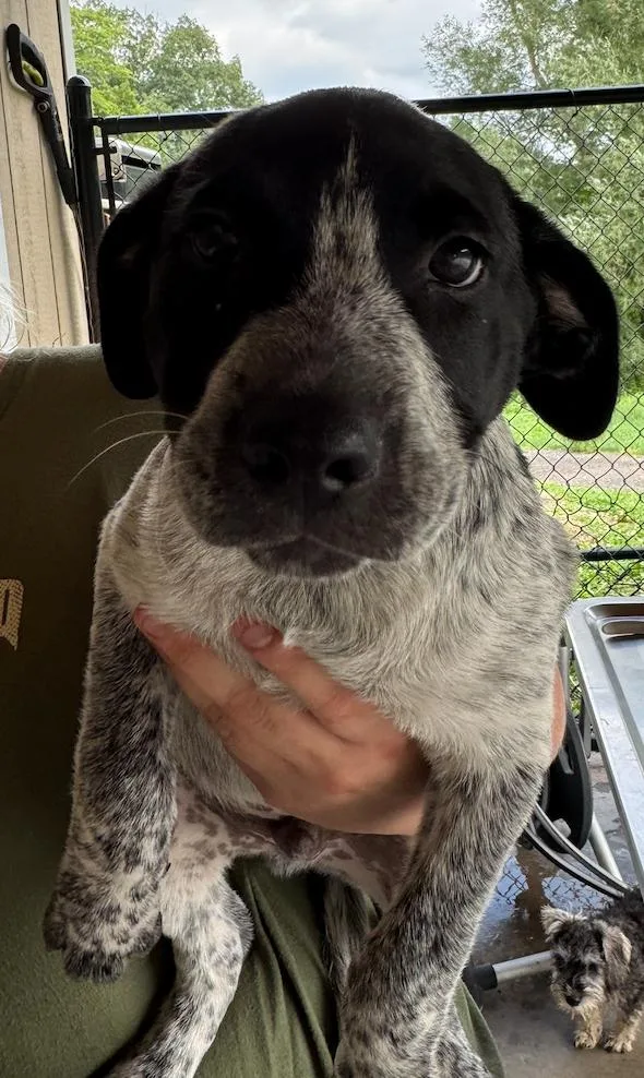 A baby small-sized male Bicolor Mixed Breed dog named Birdie for adoption in Hamden, CT