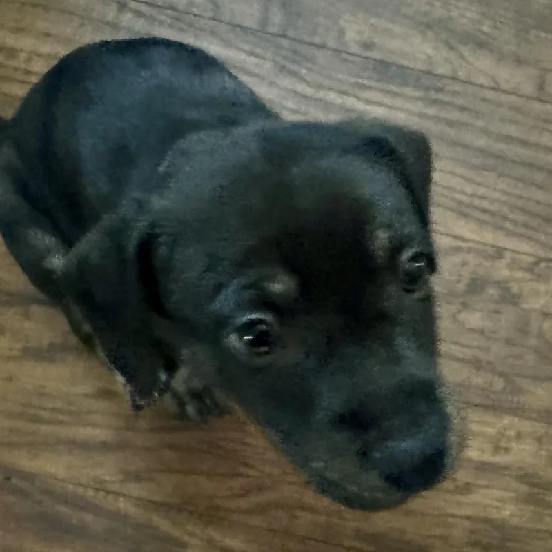 A young medium-sized male Gray / Blue / Silver Hound dog named Mr. Big for adoption in Calabash, NC
