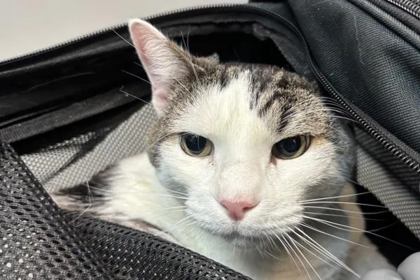 A senior large-sized male Domestic Short Hair cat named JazMine for adoption in New York, NY
