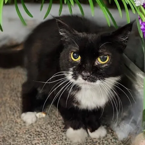 A young small-sized female Domestic Short Hair cat named Dorothy for adoption in Clinton Township, MI