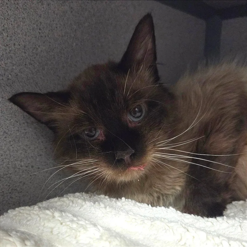 An adult small-sized male Seal Point Siamese cat named Pivot for adoption in Sheridan, WY