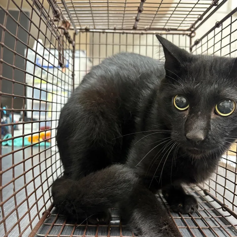 An adult medium-sized male Black Domestic Short Hair cat named Binx for adoption in Lufkin, TX