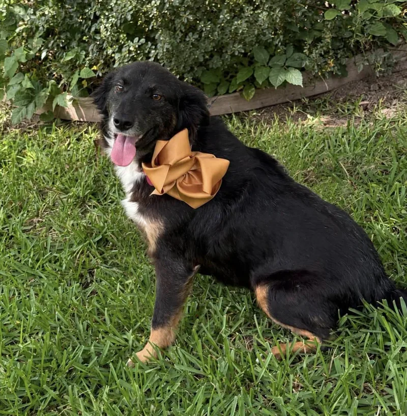An adult large-sized female Australian Shepherd dog named Allie Pearl for adoption in Arlington, TX