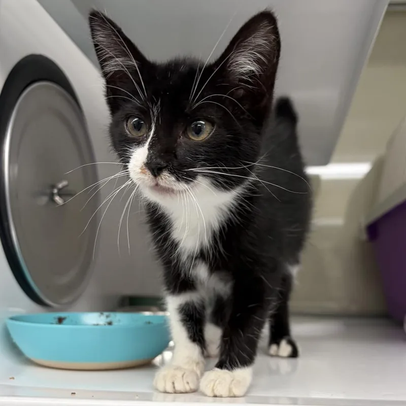 A baby small-sized female Domestic Short Hair cat named Orca for adoption in Saint Paul, MN