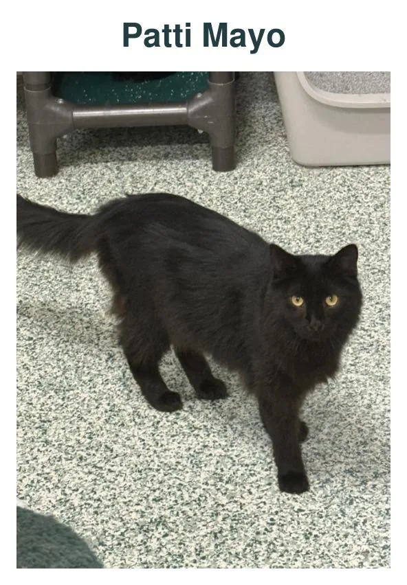An adult large-sized female Black Domestic Long Hair cat named Patti Mayo for adoption in Richland Center, WI