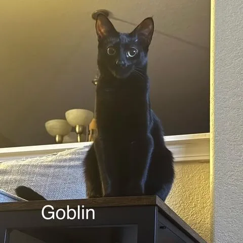 Goblin