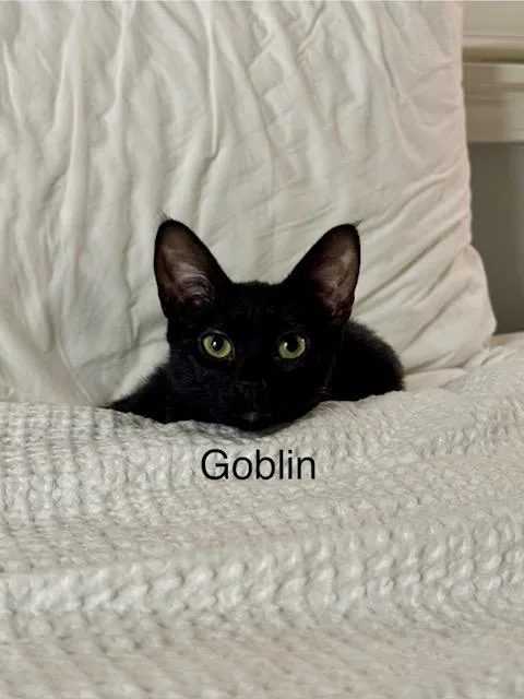 Goblin thumbnail 3