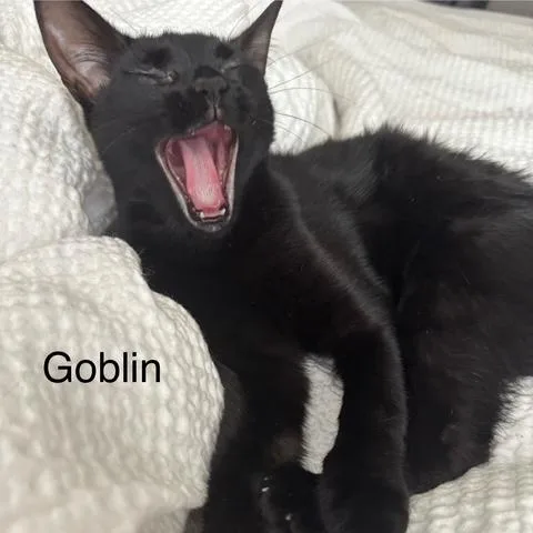 Goblin thumbnail 4