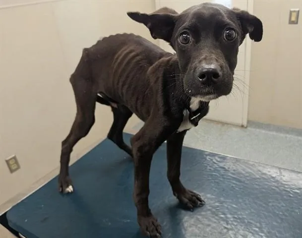 A young small-sized male Labrador Retriever dog named Willow for adoption in Garland, TX