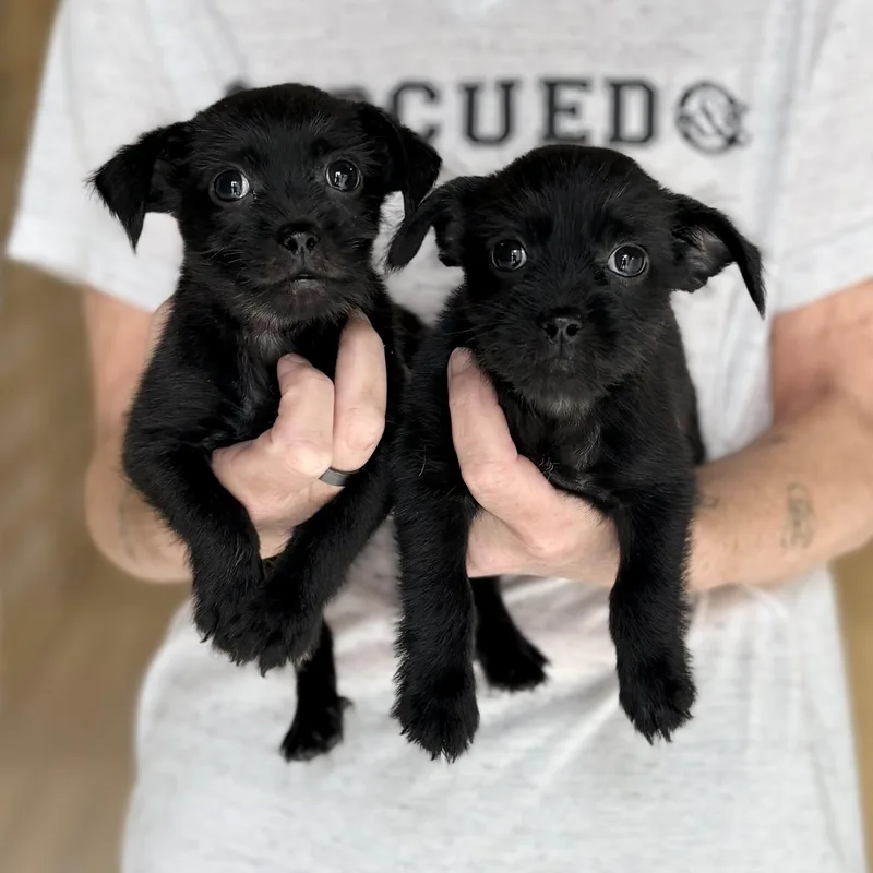 A baby small-sized male Chihuahua dog named Doodle & Dash Bonded for adoption in Chicago, IL