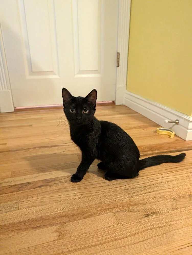 A baby small-sized male Domestic Short Hair cat named Boo for adoption in Aurora, CO