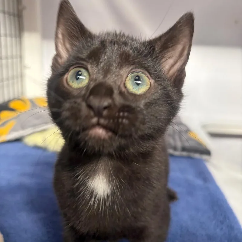 A baby small-sized female Black Domestic Short Hair cat named Hope for adoption in Sarasota, FL