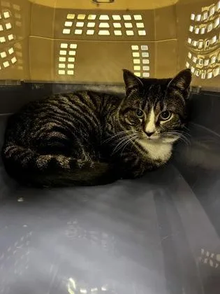 An adult small-sized male Domestic Short Hair cat named Gomez for adoption in West Chester, PA