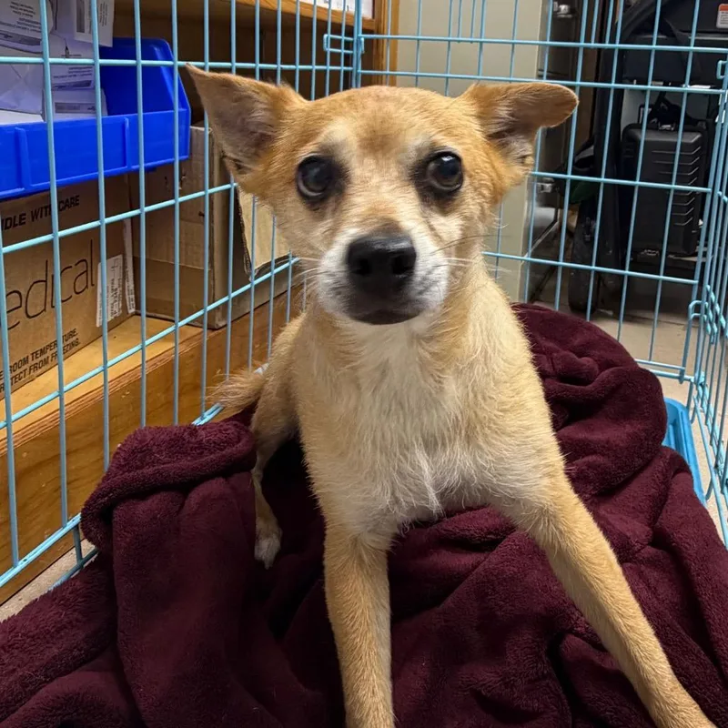 A senior small-sized male Yellow / Tan / Blond / Fawn Chihuahua dog named Sessum for adoption in Starkville, MS