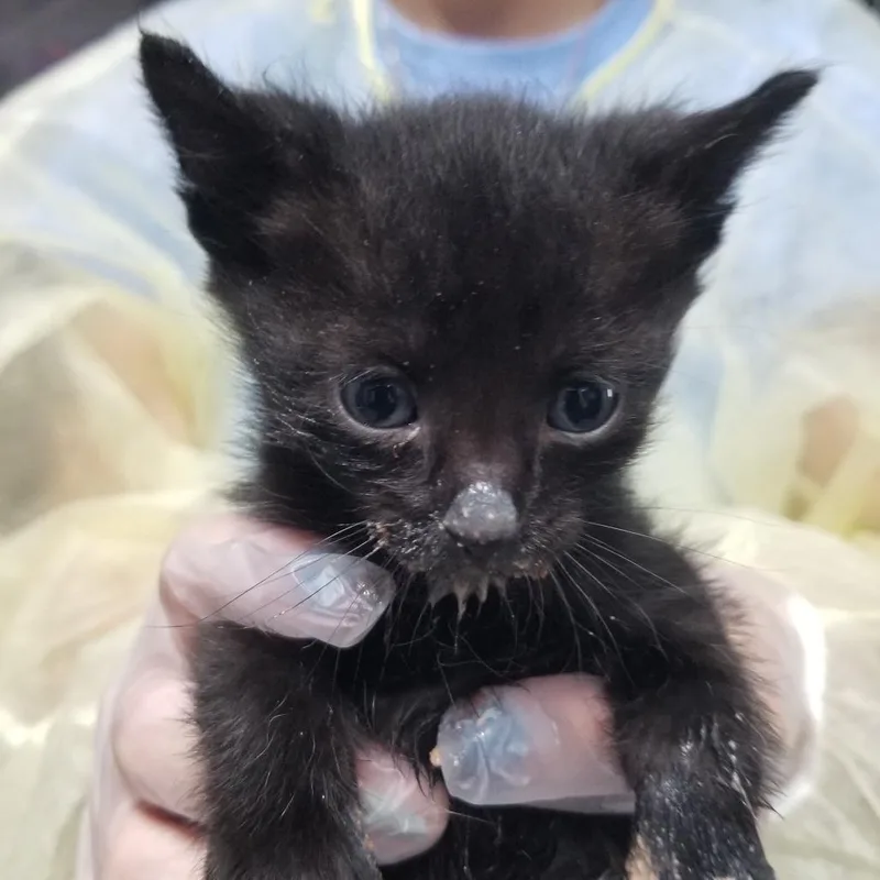 A baby small-sized male Black Domestic Short Hair cat named Gunny for adoption in Taos, NM