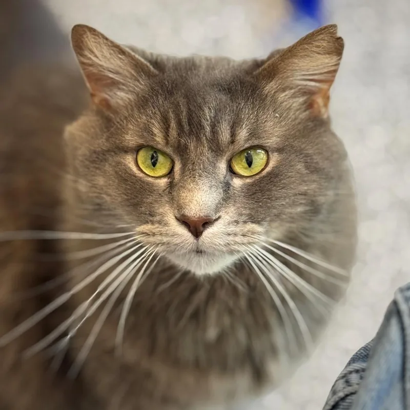 Logan