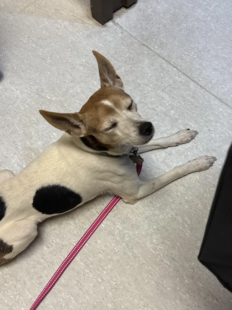 A senior small-sized male White / Cream Rat Terrier dog named Tigger for adoption in Memphis, TN