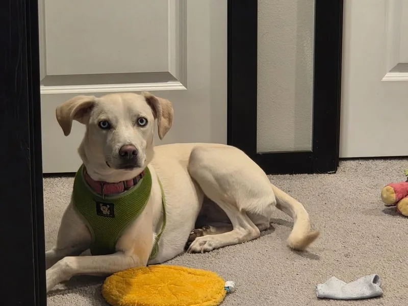 An adult medium-sized female Whippet dog named Star for adoption in Gig Harbor, WA