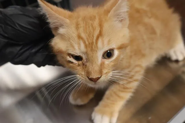 A baby small-sized male Domestic Short Hair cat named Velcro for adoption in Columbia, SC