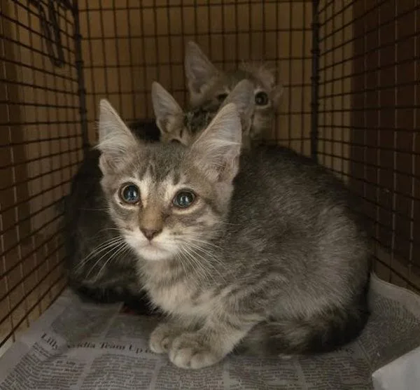 A baby small-sized female Domestic Short Hair cat named Louise for adoption in Austin, TX