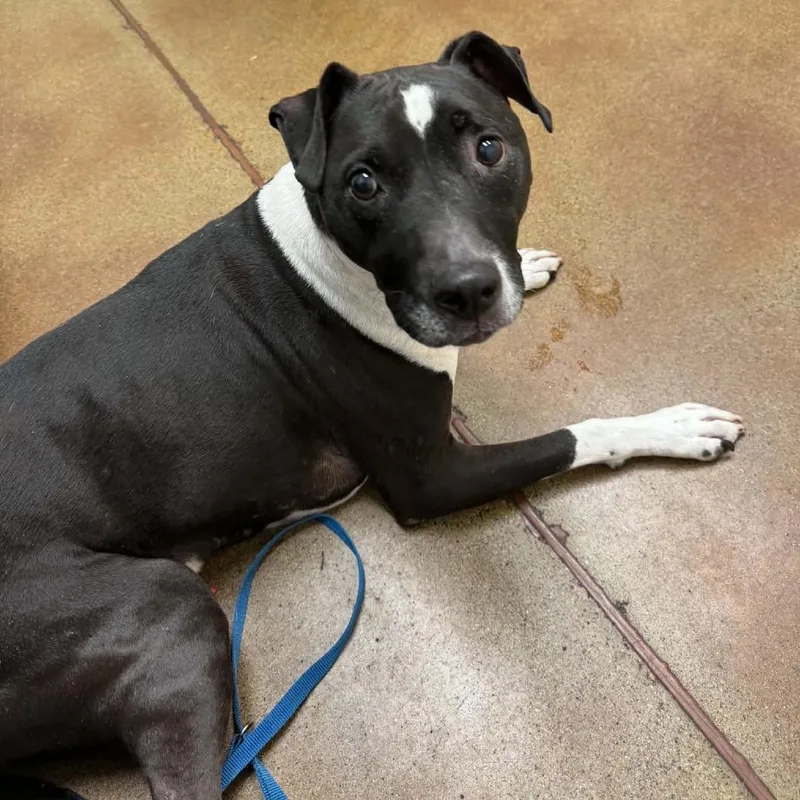 A senior medium-sized male Black Pit Bull Terrier dog named Bocephus D for adoption in Princeton, MN