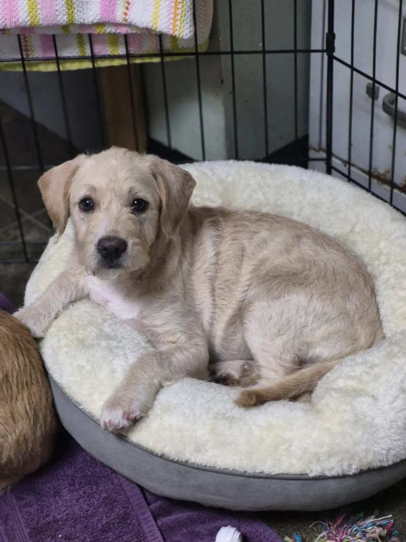 A young medium-sized female Apricot / Beige Poodle dog named Brielle for adoption in Los Angeles, CA