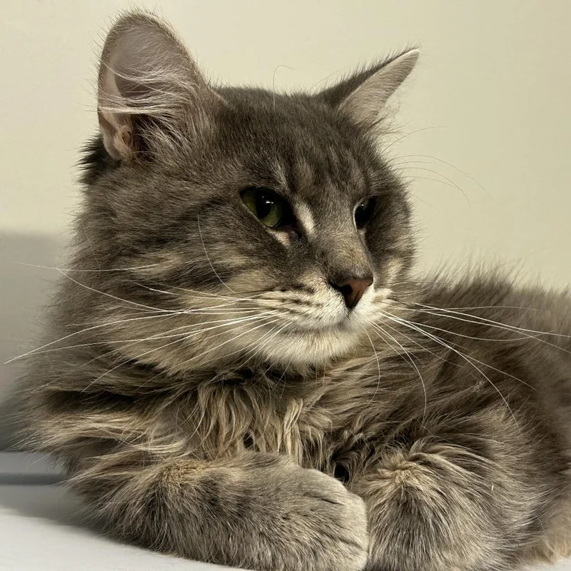 An adult medium-sized male Tabby (Gray / Blue / Silver) Domestic Medium Hair cat named Dr. Pepper for adoption in Evanston, IL
