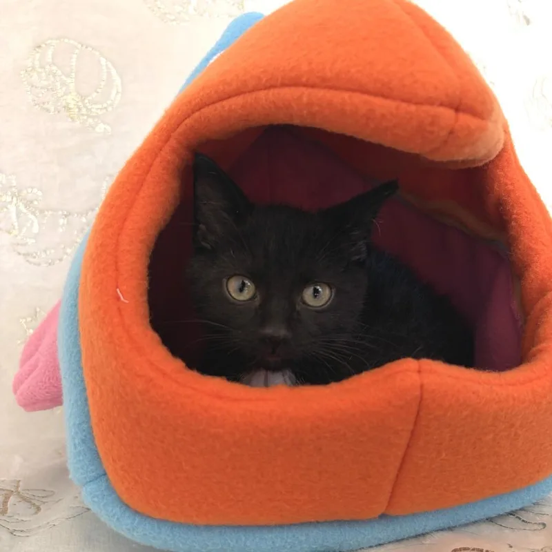 A baby small-sized male Black Domestic Short Hair cat named Abu for adoption in Deerfield, IL