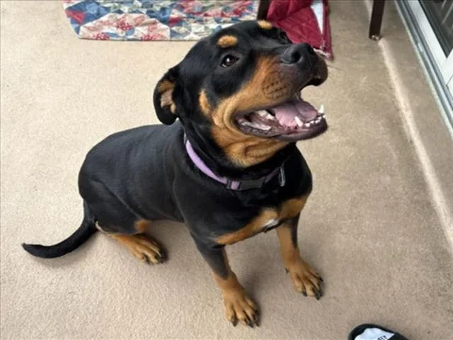 A young medium-sized female Rottweiler dog named Remy for adoption in Derwood, MD
