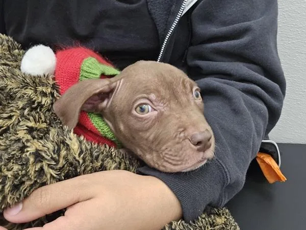 An adult medium-sized female Pit Bull Terrier dog named Daisy for adoption in San Diego, CA