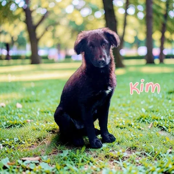 A baby medium-sized female Mixed Breed dog named Kim for adoption in Toledo, OH